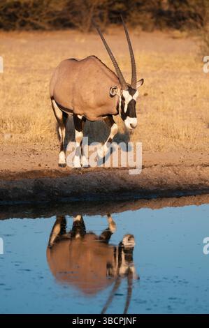 Gemsbock, Beisa, südafrikanische Oryx (Oryx gazella), Spaziergang in ein Wasserloch, Botswana, Central Kalahari Game Reserve Stockfoto