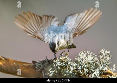 korsische Nuthatch (Sitta whiteheadi), Männchen auf der Suche nach Nahrung, Frankreich, Korsika Stockfoto