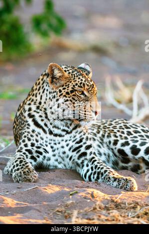 Leopard (Panthera pardus), liegt im Schatten und beobachtet die Umgebung, Botswana, Mashatu Game Reserve Stockfoto