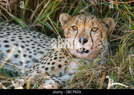 Gepard (Acinonyx jubatus), auf Gras ruhen, Augenkontakt, Botswana, Okavango Delta, Khwai Konzessionsgebiet Stockfoto