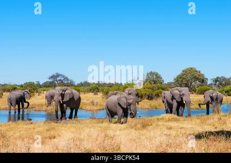 Afrikanischer Elefant (Loxodonta africana), Elefantenherde am Khwai River, Botswana, Okavango Delta, Khwai Konzessionsgebiet Stockfoto