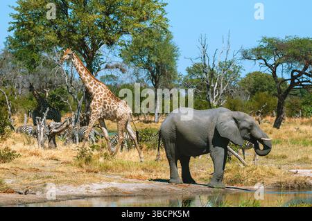 Ein afrikanischer Elefant, Flachzebras und eine südliche Giraffe versammelten sich an einem Wasserloch in der Savanne Botswana, Okavango Delta, Khwai Konzession Area Stockfoto