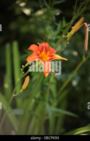 Nahaufnahme einer orangen Taglilie, Hemerocallis fulva, in voller Blüte mit grünen Knospen und Blättern. Helles Sommersonnenlicht, unscharfer natürlicher Hintergrund und Stockfoto