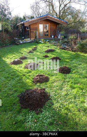 Europäischer Maulwurf, gemeiner Maulwurf, nördlicher Maulwurf (Talpa europaea), mehrere frische Maultiere auf einer Wiese im Garten vor einem Gartenschuppen, Deutschland, Nort Stockfoto