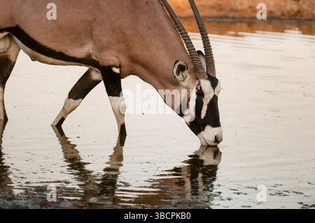 Gemsbock, Beisa, südafrikanischer Oryx (Oryx gazella), steht in einem Wasserloch, Seitenansicht, Botswana, Central Kalahari Game Reserve Stockfoto