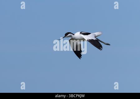 Säbelschnäbler, Flug, Flugbild, fliegend, Recurvirostra avosetta, avocet, Pied avocet, Fliegen, Flug, L'Avocette élégante, Avocette élégante Stockfoto