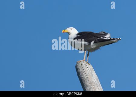 Mantelmöwe, Mantel-Möwe, Möwe, Möwen, Mantelmöve, Larus marinus, Gull-mantelmöwe, Möwe, Möwen, Le Goéland Marin Stockfoto