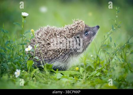 Südlicher Weißbrust-Igel, der im Gras sitzt Stockfoto
