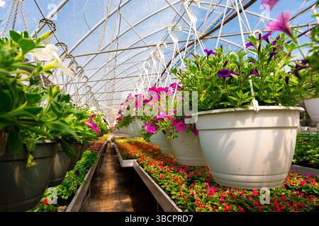 Reihen von leuchtenden violetten und rosa Petunien in hängenden Töpfen füllen ein sonniges Gewächshaus mit bunten Blumen und Grün darunter. Stockfoto