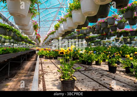 Gelbes Stiefmütterchen in einem schwarzen Topf hebt sich zwischen Reihen farbenfroher Blumen in einem lebendigen, sonnendurchfluteten Gewächshaus mit hängenden Pflanzgefäßen hervor. Stockfoto