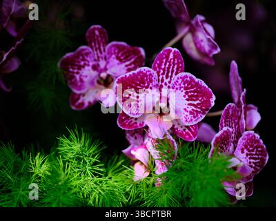 Wunderschöne rosa und weiße Orchideen blühen bei Tageslicht zwischen üppig grünem Laub in einer lebendigen Gartenumgebung Stockfoto