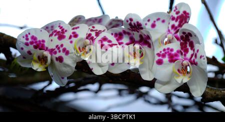 Wunderschöne weiße Orchideen mit violetten Flecken, die auf einem Ast in einer hellen Umgebung blühen Stockfoto