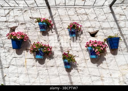 Pflanzen an Wänden von Wohnhäusern in Mijas, Malaga, Spanien Stockfoto