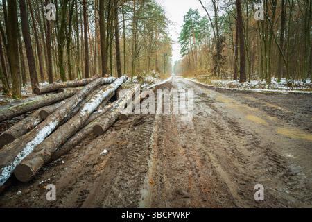 Ein Blick auf eine schlammige Straße im Wald mit Baumstämmen am Straßenrand, Novembertag Stockfoto
