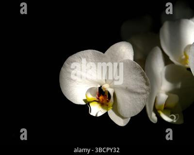 Elegante weiße Orchideenblüten, die sanft vor dunklem Hintergrund in ruhiger Umgebung beleuchtet werden Stockfoto
