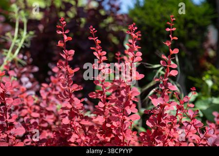 Berberis thunbergii mit rötlichen Blättern, die für die Landschaftsgestaltung in Parks angebaut werden. Stockfoto