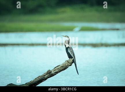 Oriental Dartvogel (Anhinga melanogaster), der auf einem teilweise in Wasser getauchten Baumstamm thront. Der Vogel wird in seinem natürlichen Lebensraum, dem Fischen, gezeigt. Stockfoto