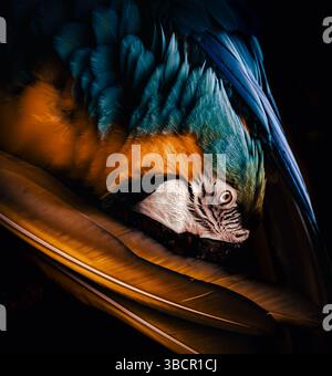 Die lebendige Schönheit eines Papageiens mit seinen filigranen Federn und lebhaften Farben. Das Bild hebt das ausdrucksstarke Profil des Papageiens hervor. Stockfoto