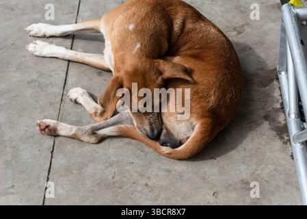 Brauner Hund, der friedlich auf dem Bürgersteig einer Straße schläft. Straßentier. Brasilien Stockfoto