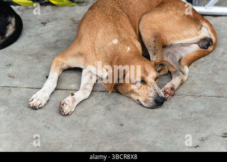 Brauner Hund, der friedlich auf dem Bürgersteig einer Straße schläft. Straßentier. Brasilien Stockfoto