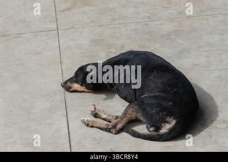 Ein schwarzer Hund, der friedlich auf dem Bürgersteig einer Straße schläft. Tier ohne Besitzer. Brasilien Stockfoto