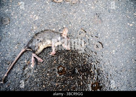 Eine tote Kanalratte, zerquetscht auf einer Asphaltstraße. Krankheitsverursachendes Nagetier. Brasilien Stockfoto