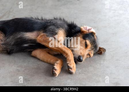 Ein schwarzer, pelziger, reinrassiger Hund, der friedlich auf dem Bürgersteig einer Straße schläft. Tier ohne Besitzer. Brasilien Stockfoto