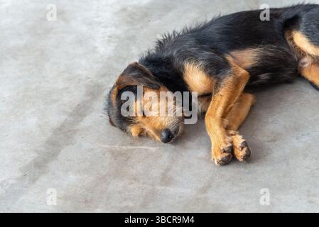 Ein schwarzer, pelziger, reinrassiger Hund, der friedlich auf dem Bürgersteig einer Straße schläft. Tier ohne Besitzer. Brasilien Stockfoto