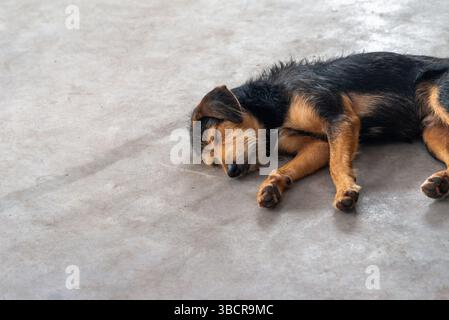 Ein schwarzer, pelziger, reinrassiger Hund, der friedlich auf dem Bürgersteig einer Straße schläft. Tier ohne Besitzer. Brasilien Stockfoto
