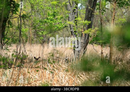 Getarnter Weißschwanzhirsch blickt aus der Grasdecke heraus, um den Wanderer zu beobachten Stockfoto