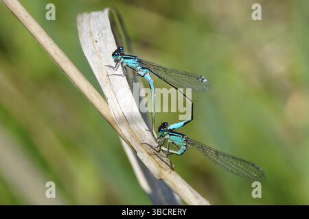 Blauschwanzfliege, gemeiner Blausegel (Ischnura elegans) auf einem Blatt. Familie Coenagrionidae. Männlich, weiblich auf verwelktem Rohr. Frühling, Mai, Niederlande Stockfoto