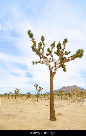 Joshua Tree National Park, Twentynine Palms, Kalifornien, USA Stockfoto