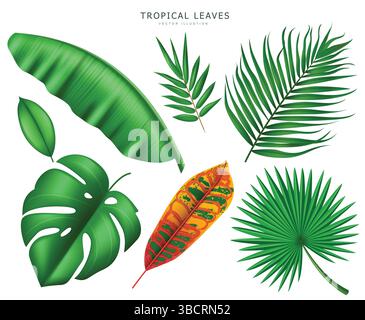 Tropische Blätter isoliert in weißem Hintergrund, Vektorillustration Stock Vektor