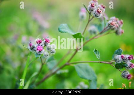Wunderschöne blühende Distelblüten und Hummeln fliegen darüber Stockfoto