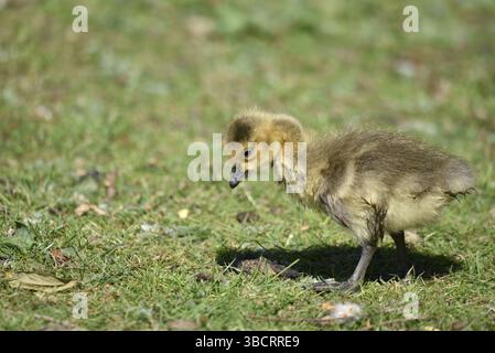 Porträt eines Kanadischen Goslings (Branta canadensis), der im Vordergrund von links nach rechts läuft, auf der Suche auf kurzem Gras in der späten Nachmittagssonne, Großbritannien Stockfoto