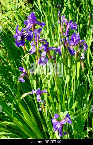 Sibirische FlaggenIris wächst an einem sonnigen Gartenrand Stockfoto