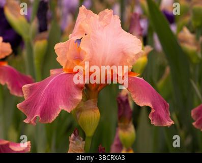 Iris „Carnaby“ eine lila bärtige Iris auf der Chelsea Flower Show 2025 Stockfoto