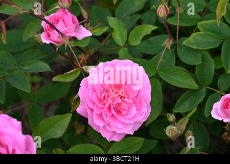 Doppelte rosafarbene Blüten der englischen Strauchrose Rosa der Mayflower UK Garten Mai Stockfoto