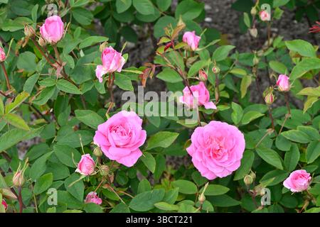 Doppelte rosafarbene Blüten der englischen Strauchrose Rosa der Mayflower UK Garten Mai Stockfoto