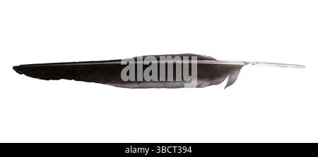 Große schwarze Feder isoliert auf weißem Hintergrund mit Beschneidungspfad Stockfoto