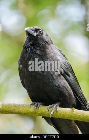 Aas-Krähe (Corvus Corone) blickt nach oben auf einem Ast in einem bewaldeten Park in den Niederlanden, Frühjahr 2025 Stockfoto