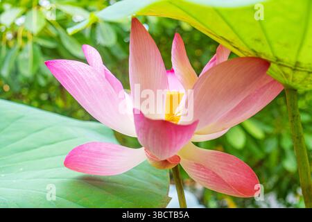 Helle bunte Bougainvillea-Blüten in voller Blüte mit rosa, roten und weißen Blüten, die einen lebendigen floralen Hintergrund schaffen. Abstrakter Naturhintergrund Stockfoto