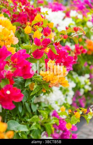 Bunte Bougainvillea-Blüten blühen in Rosa, Orange und weiß und bilden eine üppige florale Kulisse, die die natürliche Schönheit des Gartens unterstreicht Stockfoto