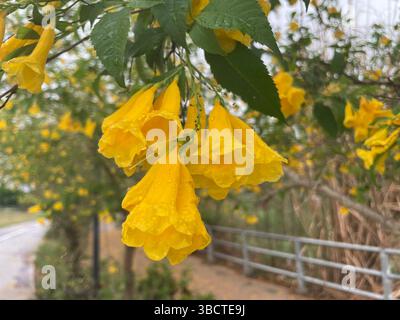 Die Blüten von Golden Tecoma stans glänzen mit frischen Regentropfen – leuchtende, trompetenförmige Blüten, die Landschaften aufhellen und Bestäuber mühelos anziehen. Stockfoto