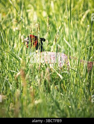 Ein männlicher Fasan verschmilzt sich in das hohe Wiesengras und zeigt nur einen Blitz seines roten Gesichts und des irisierenden Gefieders. Dieses Bild zeigt die Kunst des Camou Stockfoto