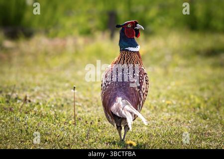 Ein männlicher Fasan steht stolz auf einer offenen Wiese und zeigt sein lebhaftes Gefieder und seine langen Schwanzfedern. Mit seiner auffälligen roten Gesichtshaut, Iris Stockfoto