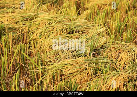 Goldene Ohren von geerntetem Jasminreis legen ihn auf das Reisfeld, falls er auf die Weiterleitung in die Reismühle wartet Stockfoto