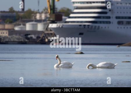 Der schneeweiße Mute Swan (Cygnus olor) schwimmt im Meer. Schwäne sind sehr anmutige und schöne monogame Vögel Stockfoto