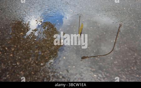 Reflexion der ukrainischen Flagge, des Baumes und der Straßenlaterne in einer Pfütze auf dem Asphalt nach Regen Stockfoto