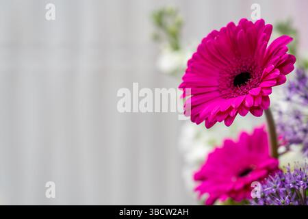 Leuchtend rosafarbene Gerbera-Gänseblümchen zeichnen sich durch ein farbenfrohes Blumenarrangement aus. Die Blumen zeigen ihre frischen Blütenblätter und verleihen der Umgebung Helligkeit Stockfoto